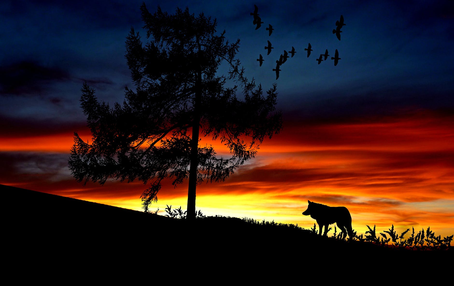 silhouette dog on landscape against romantic sky at sunset